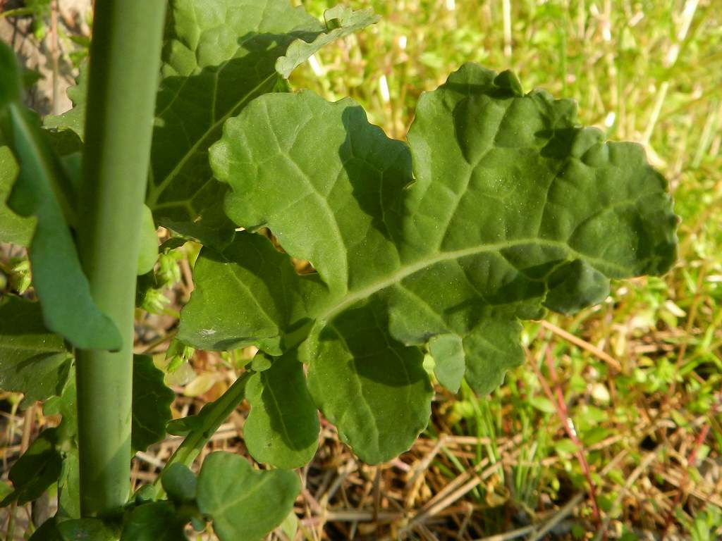 Brassica sp. ?